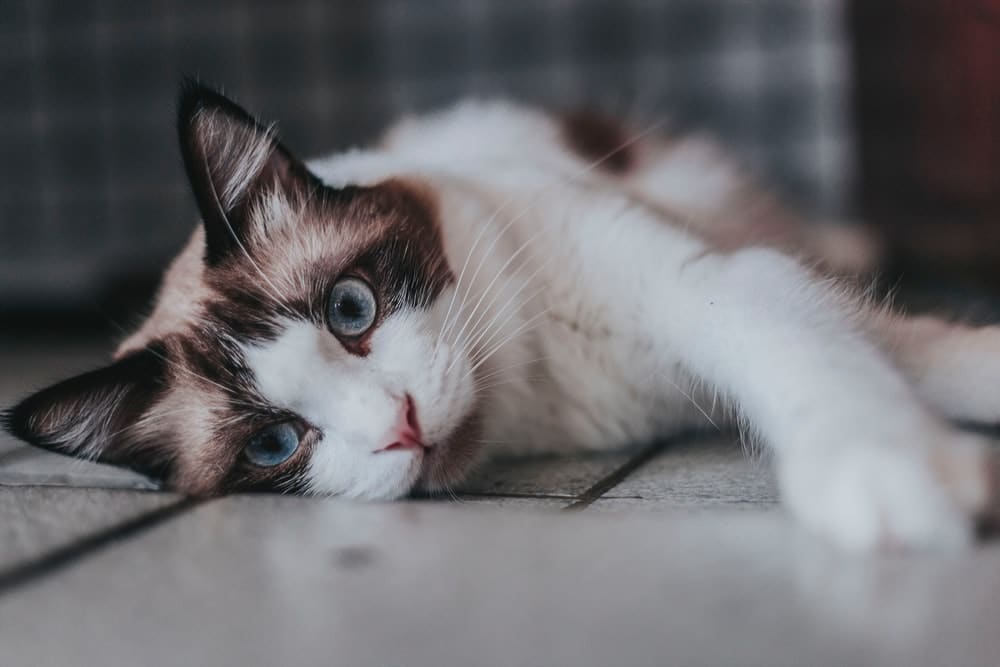 Diagnóstico de piometra en gatos