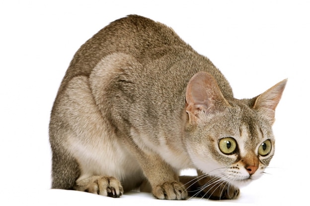 Cat Coughing: Causes and Treatment - Cats.com