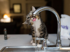 Curious cat at a water bowl, drinking more water than usual. The cat's intent expression and lowered head indicate its heightened interest in the water source.