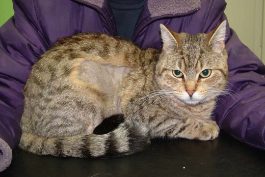 Why Does My Cat Have Bald Spots? And How to Help