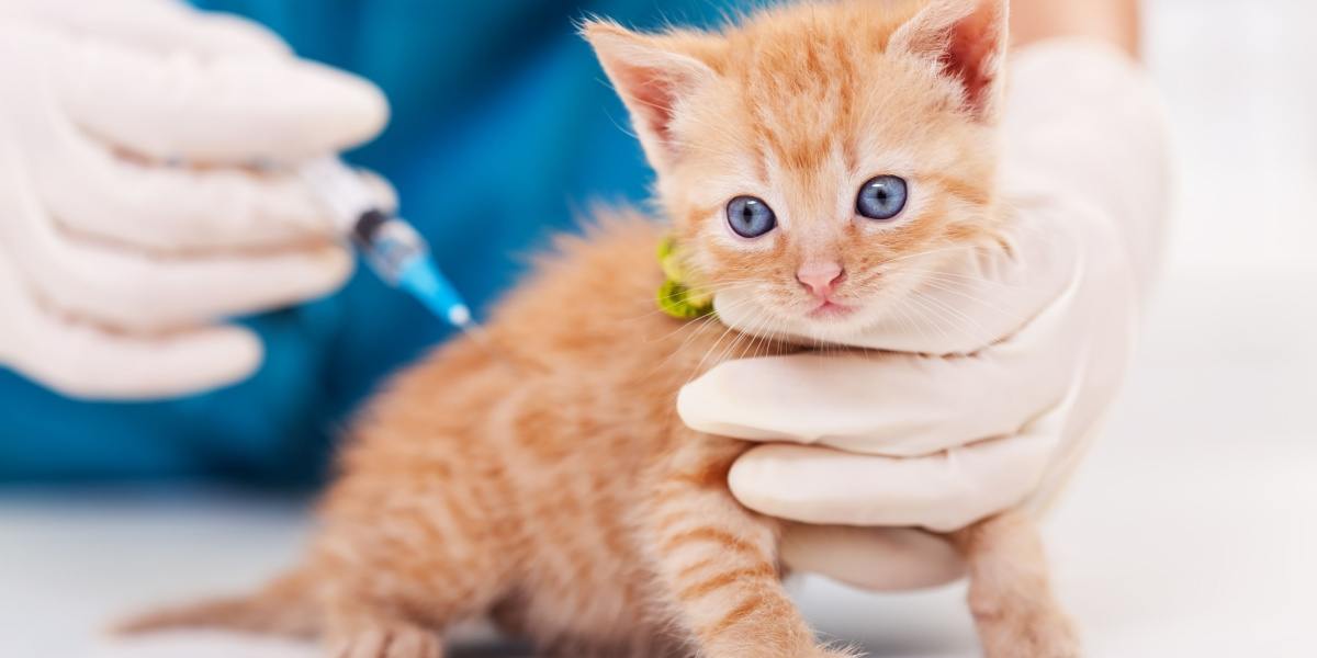 Kitten sick after store shots