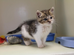 cute kitten