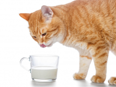 An educational image addressing the question of whether cats can drink milk.