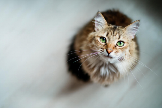Toxoplasmosis In Cats: Causes, Symptoms, & Treatment - Cats.com