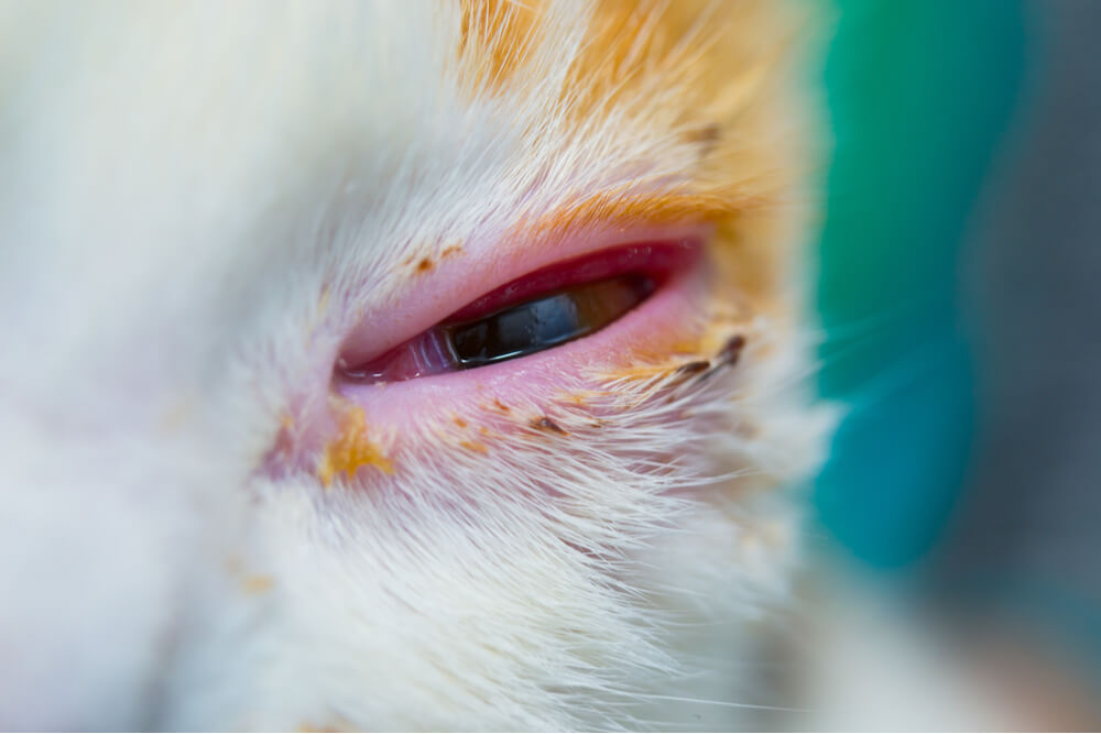 Cerca de conjuntivitis en ojo de gato
