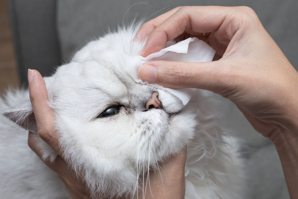 human wiping cat eye