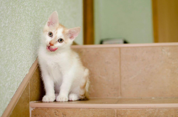 Feline Leukemia Vaccine: Cost, Risks & Side Effects - Cats.com - Do Older Cats Get Leukemia From Vaccinations