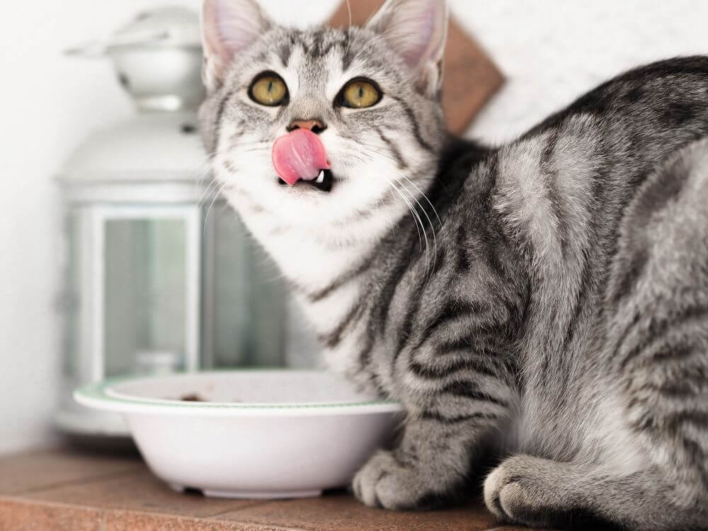 How do you know if your cat is food obsessed