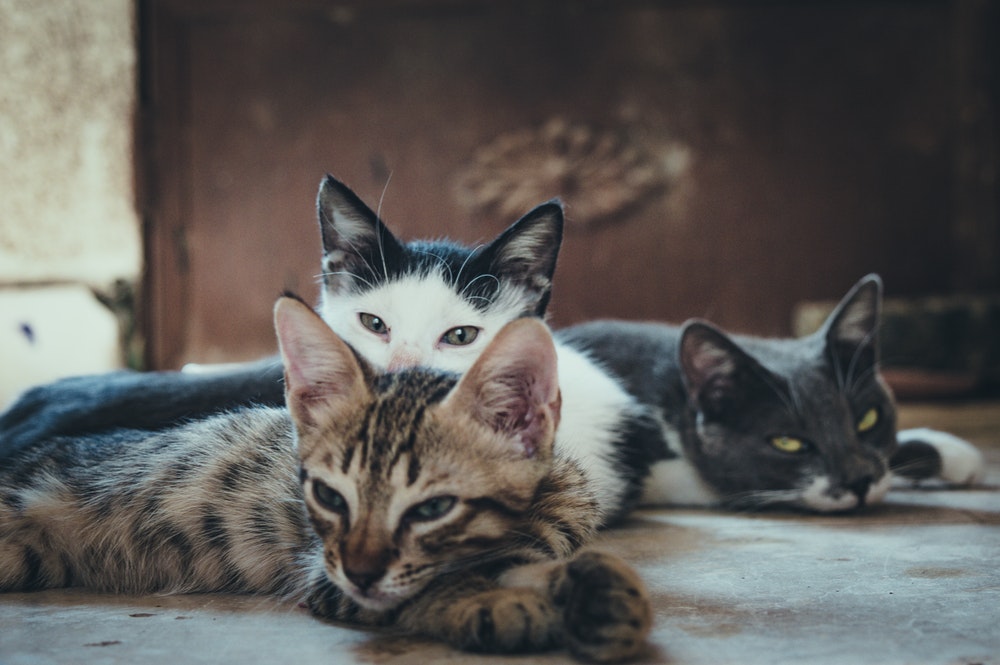 Photo of a group of cats with potential for feline leukemia transmission