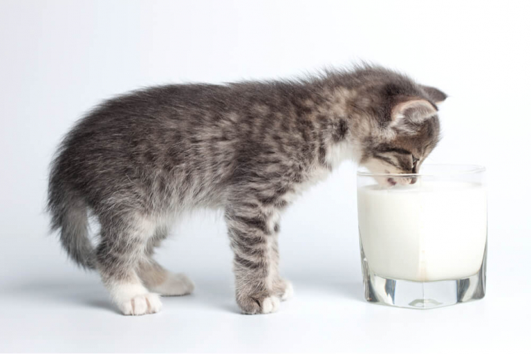 Is Milk Good for Cats?