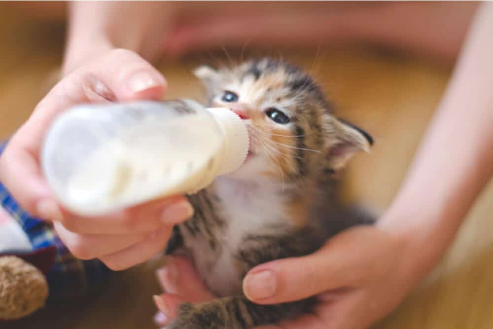 An adorable image capturing the endearing moment of a kitten drinking milk from a bottle.