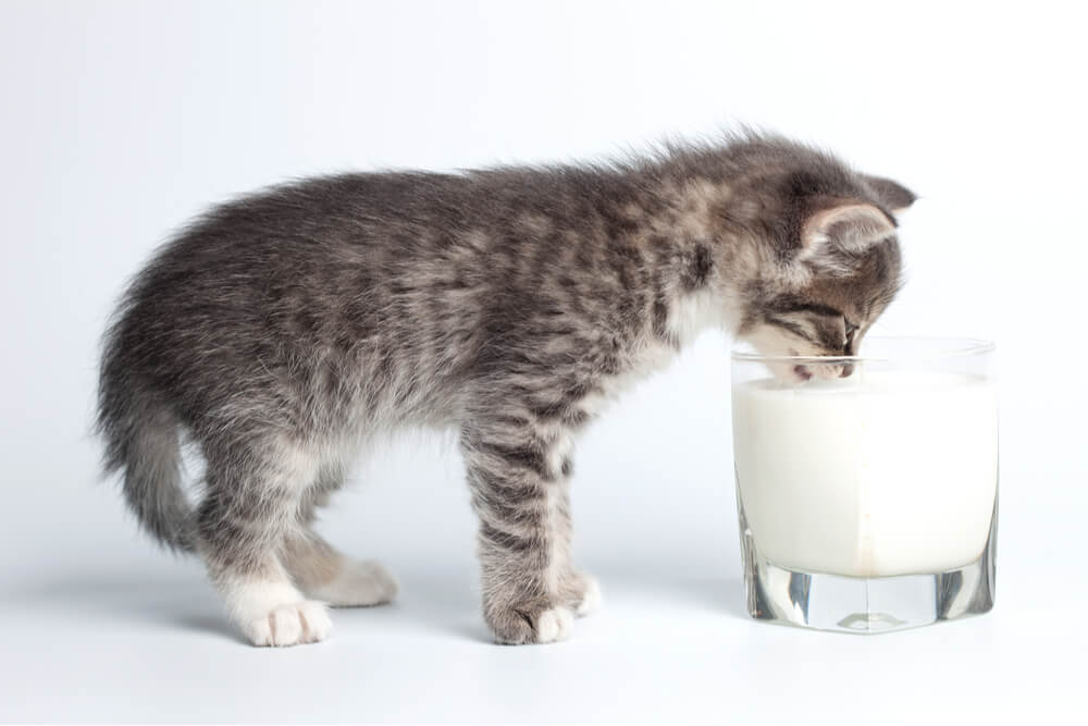 An endearing image capturing the innocence of a kitten drinking milk from a glass.