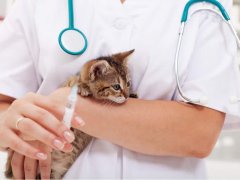 Kitten-Getting-a-Vaccination
