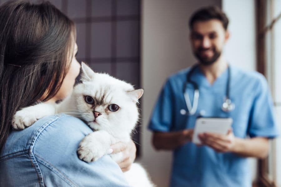 Veterinarian giving woman and cat advice