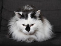 white cat with black patch