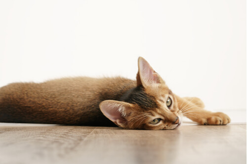 About the Abyssinian Cat