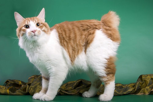 American Bobtail Cat looking up