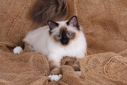 Gorgeous Birman cat with striking blue eyes and a luxurious coat
