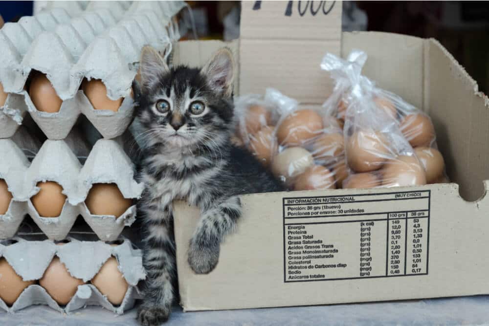 Image of a cat surrounded by eggs, portraying a curious feline exploring an arrangement of eggs