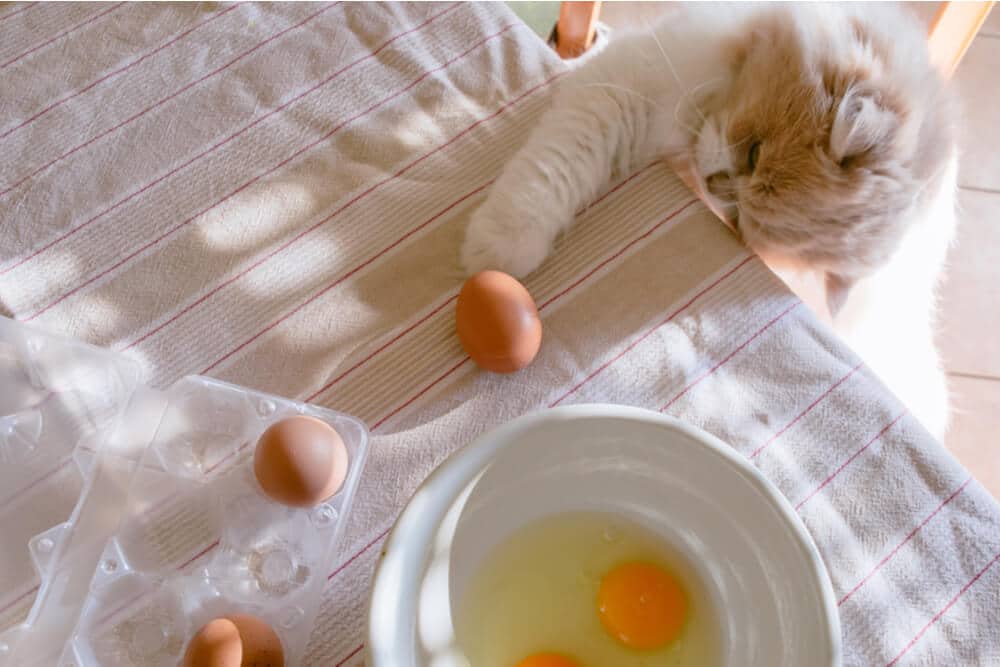Image depicting a cat curiously exploring eggs on a table, with one egg cracked open on a plate