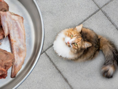 Can cats eat raw chicken?