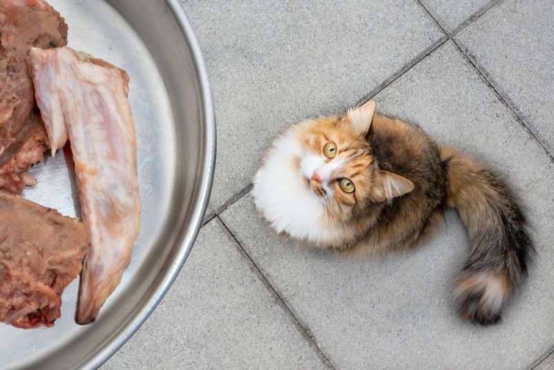 Giving raw store meat to cats