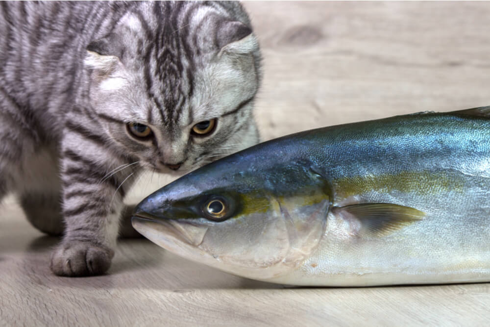 Can Cats Eat Tuna Feature