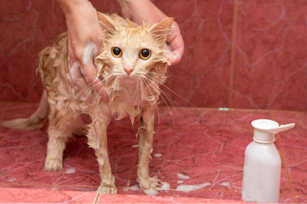 Cat Being Bathed