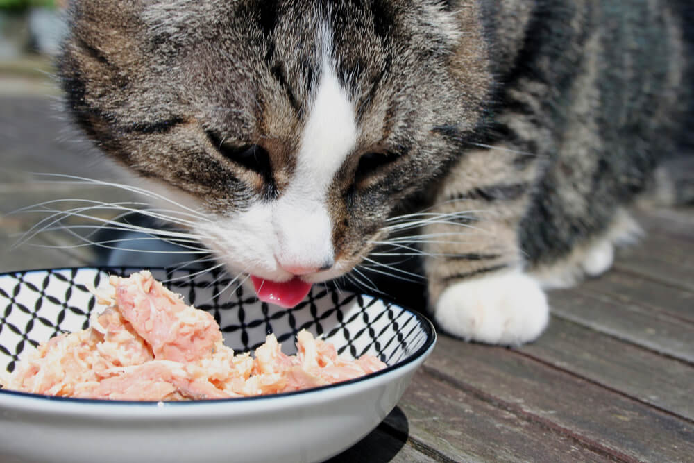 Captivating image of a cat relishing a tuna treat.