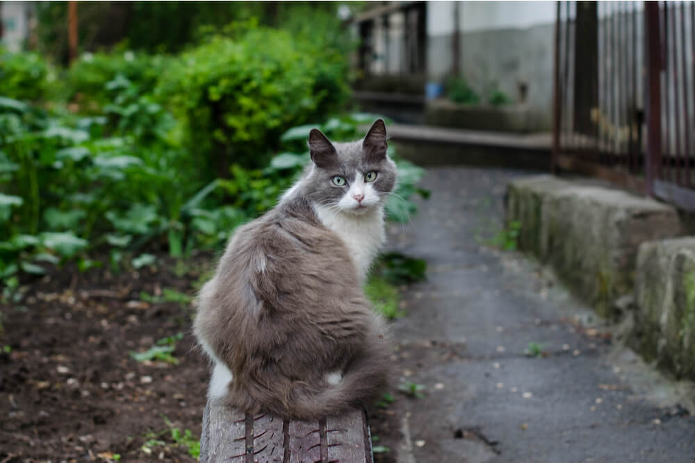  Illustration of various ways cats can acquire hookworms