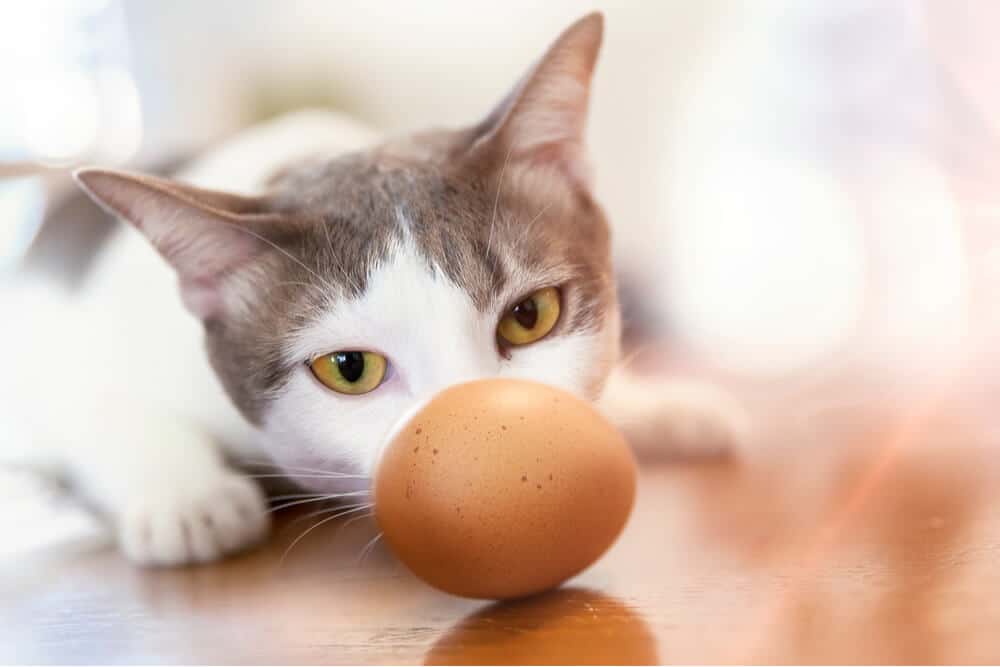 Cat looking at an egg