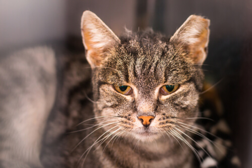 Feline Immunodeficiency Virus cat with a weakened immune system