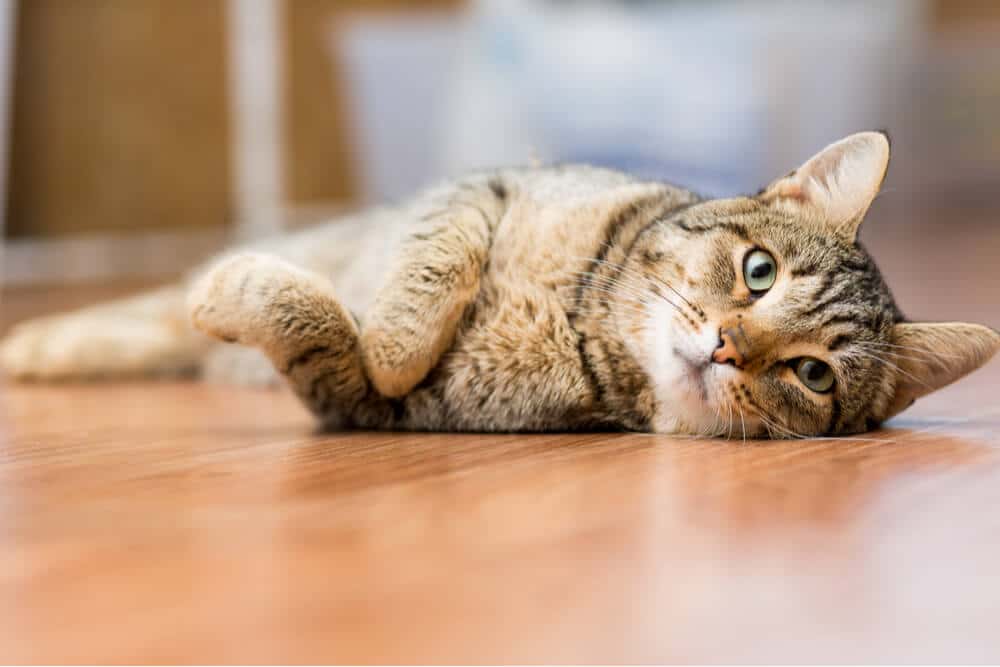 Hookworm Symptoms in Cats