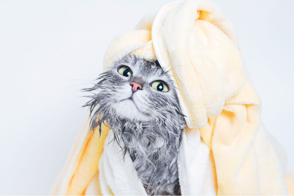 Image providing guidance on how to bathe and dry a cat.