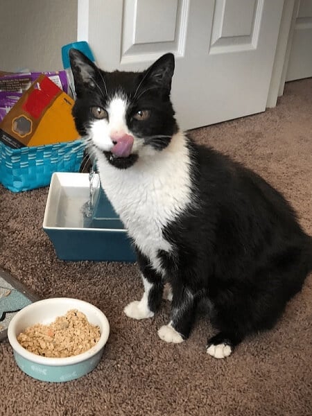A playful tuxedo cat with its tongue sticking out in anticipation while sitting in front of a bowl of cat food.