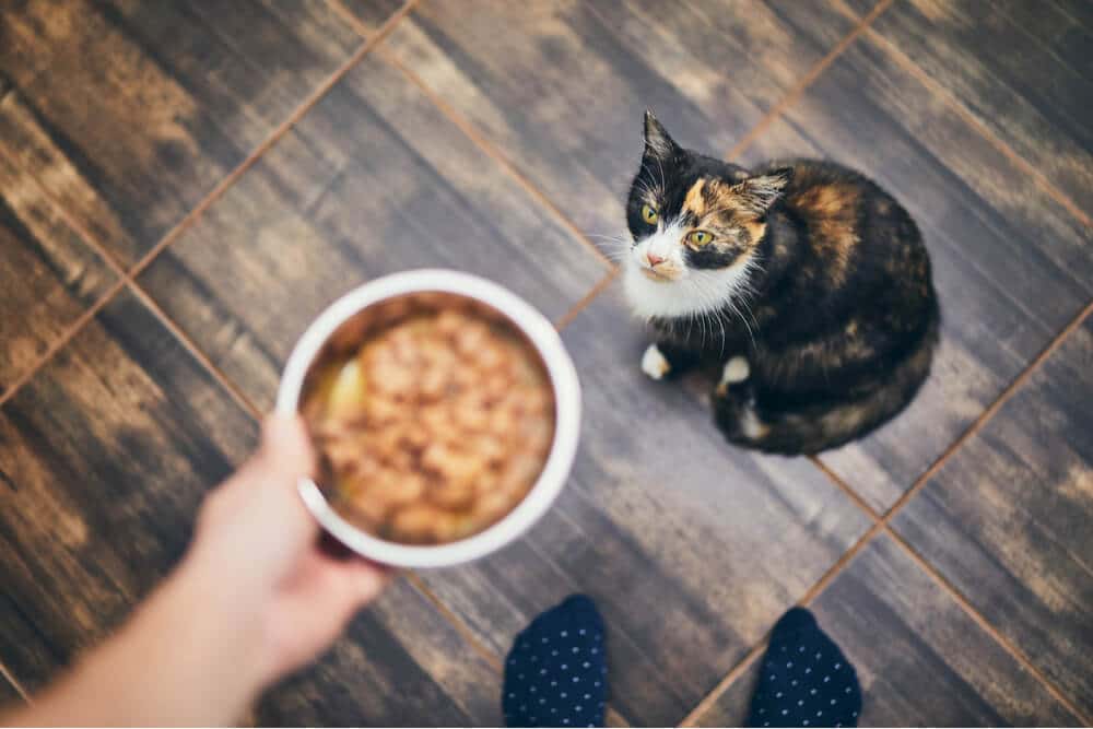 An image depicting a concerned cat owner alongside a cat's food bowl that remains untouched.