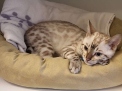 cat in bed sick