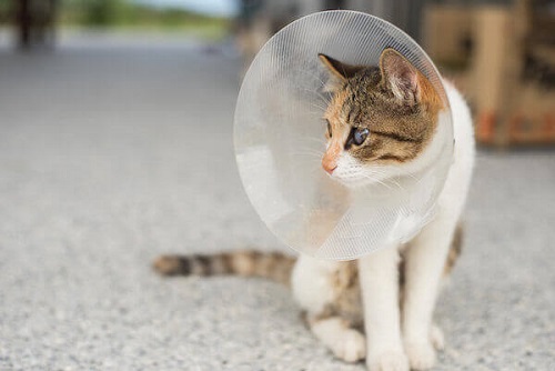 What does it cost best sale to have a cat spayed