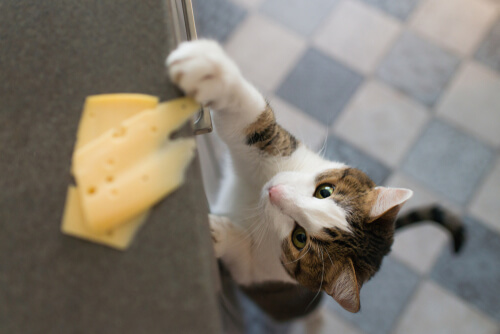 cat Stealing cheese