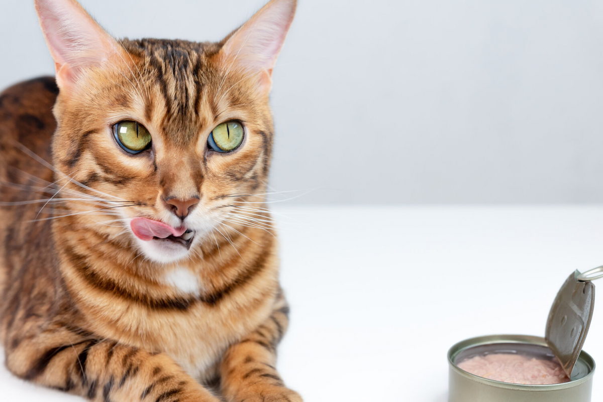 Can Cats Eat Tuna Cats