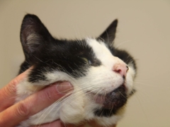 cat with chin skin problem