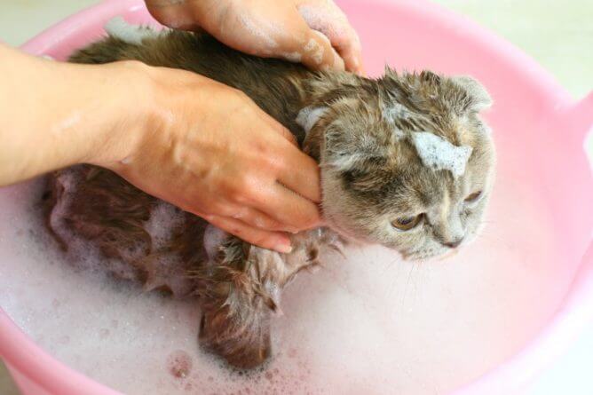wet cat in the shower