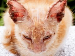 orange-cat-with-fungus-in-the-ears