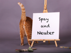 Spay and neuter surgery for cats.