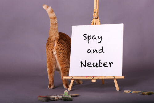 Spay and neuter surgery for cats.