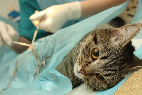 Gato tumbado bajo una tela azul durante una operación