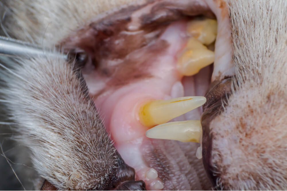 gum disease in cats inflammation