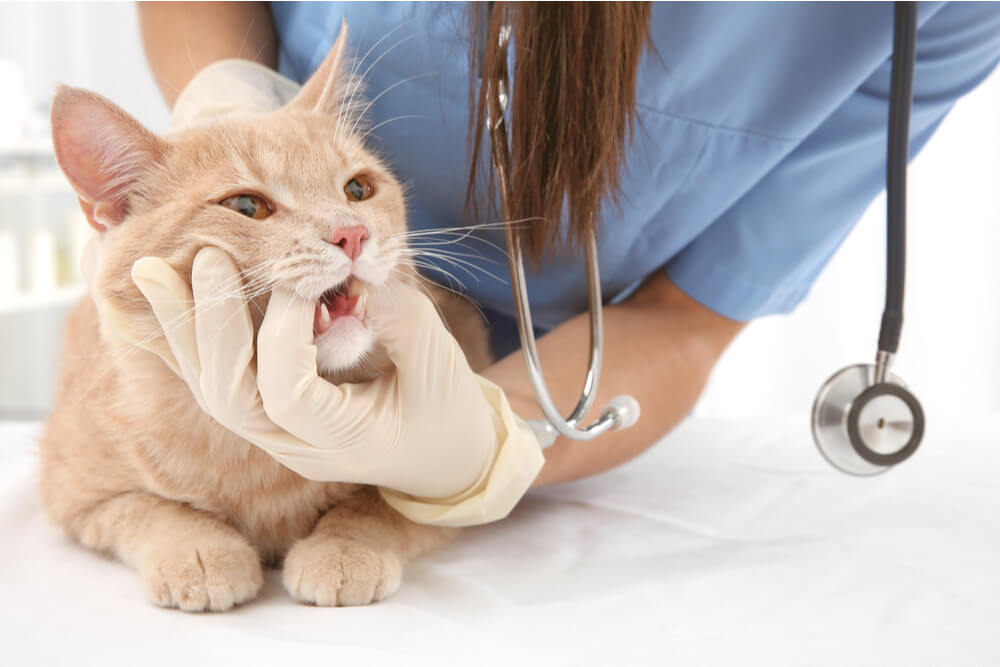 symptoms of gingivitis in cats