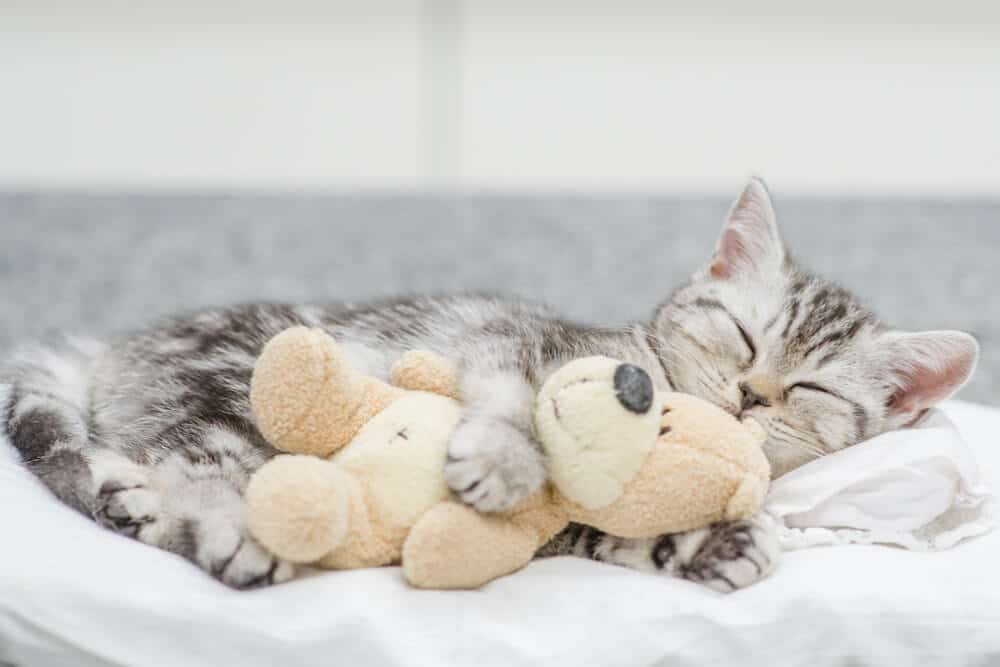 A cat resting with a toy while appearing cold and seeking warmth.