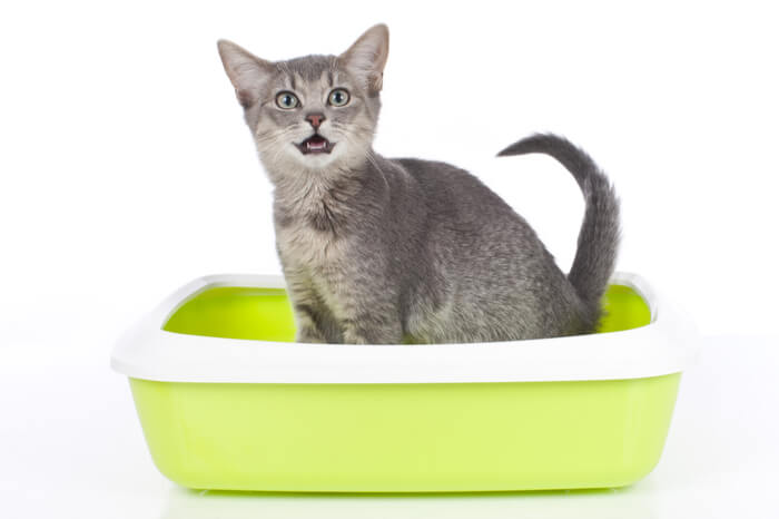 An image capturing a cat inside a litter box, emitting a meowing sound.